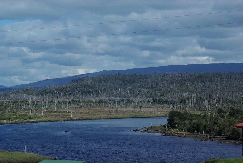 Río Chepu y su bosque hundido