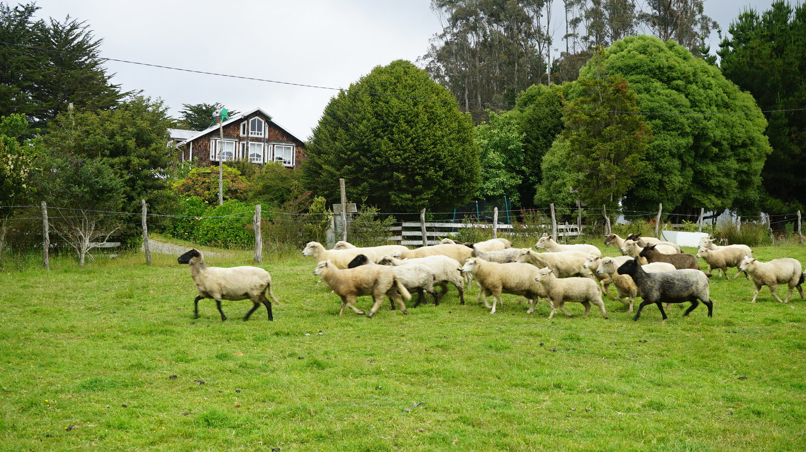 Vida de campo