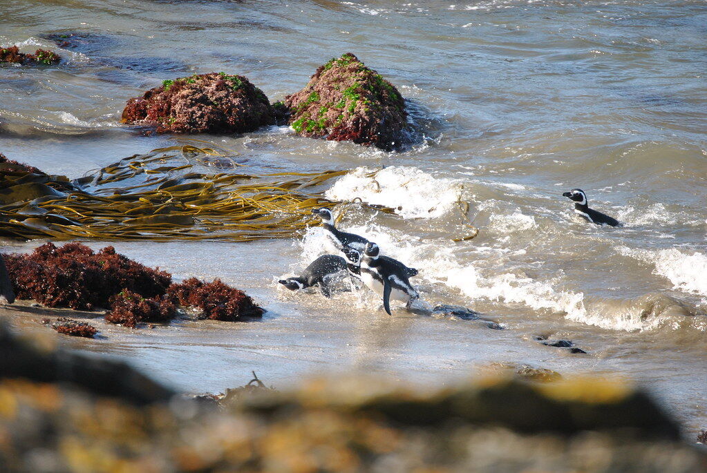Pingüinos en Ahuenco